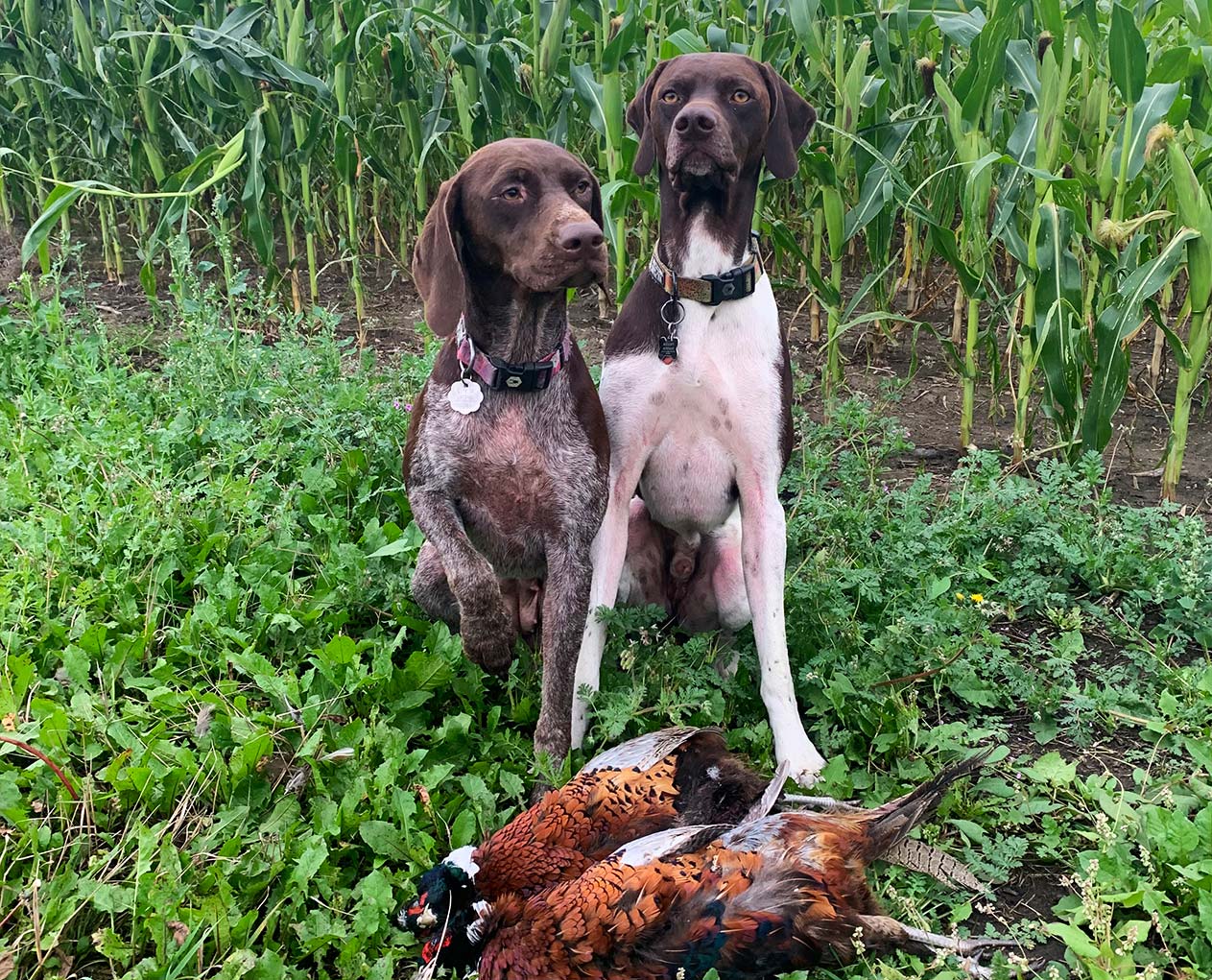 hunting dogs upland